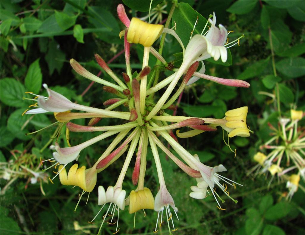 Lonicera periclymenum (door Bert Verbruggen)