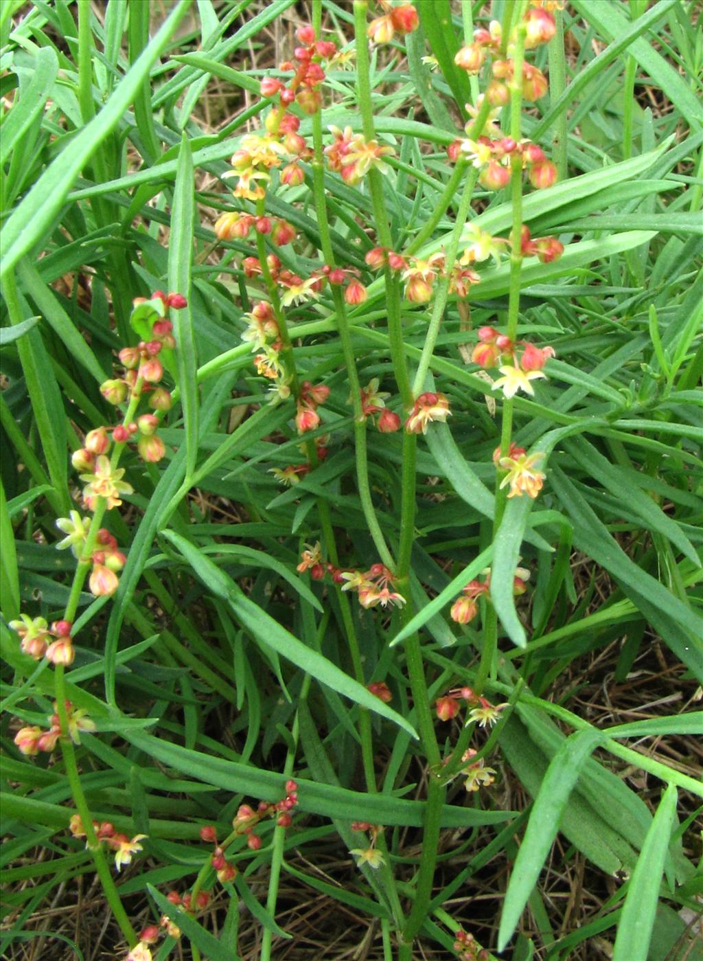 Rumex acetosella (door Bert Verbruggen)