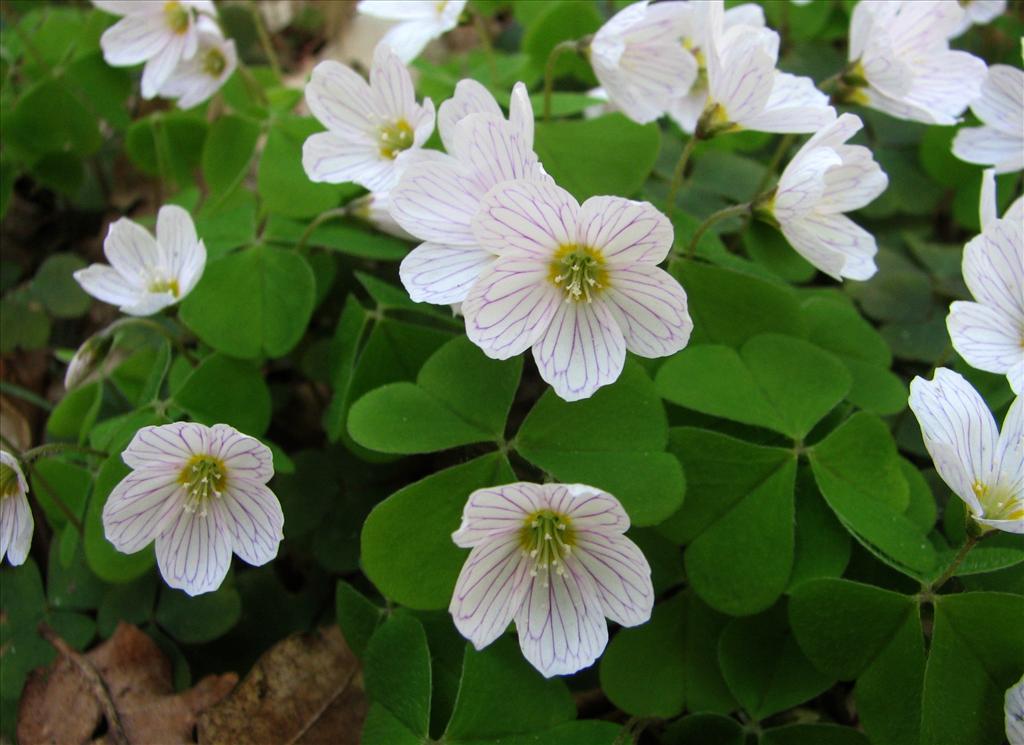 Oxalis acetosella (door Bert Verbruggen)