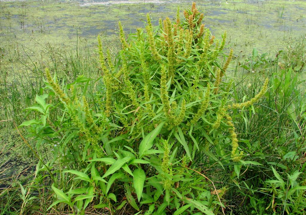 Rumex maritimus (door Bert Verbruggen)