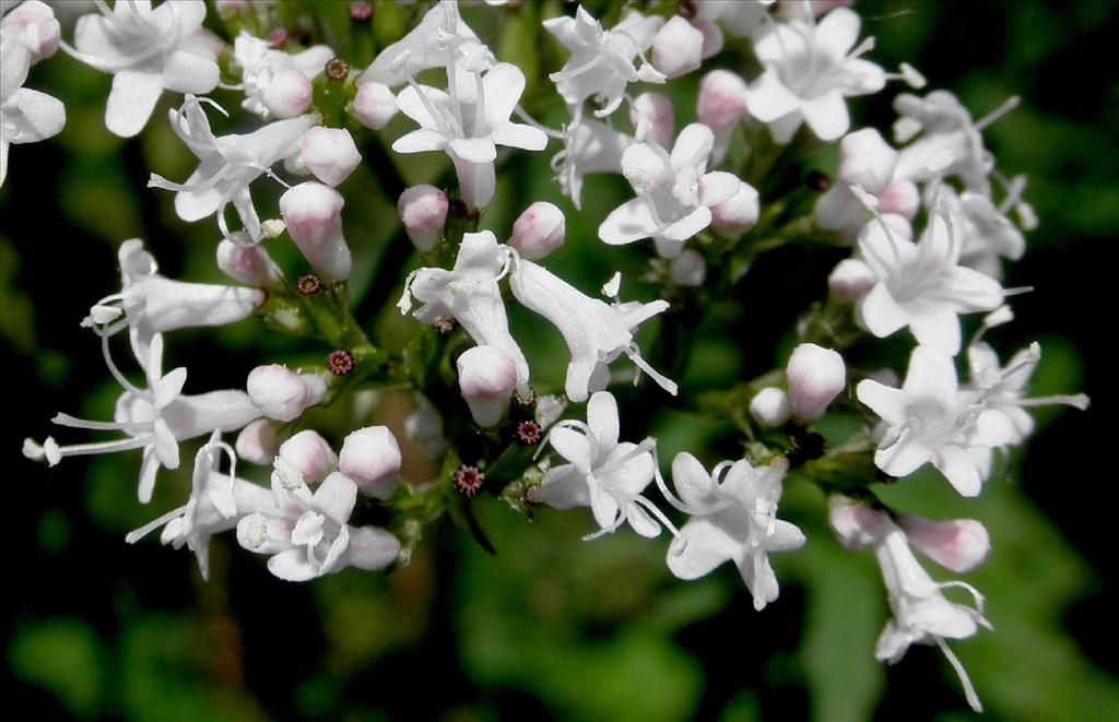 Valeriana officinalis (door Bert Verbruggen)