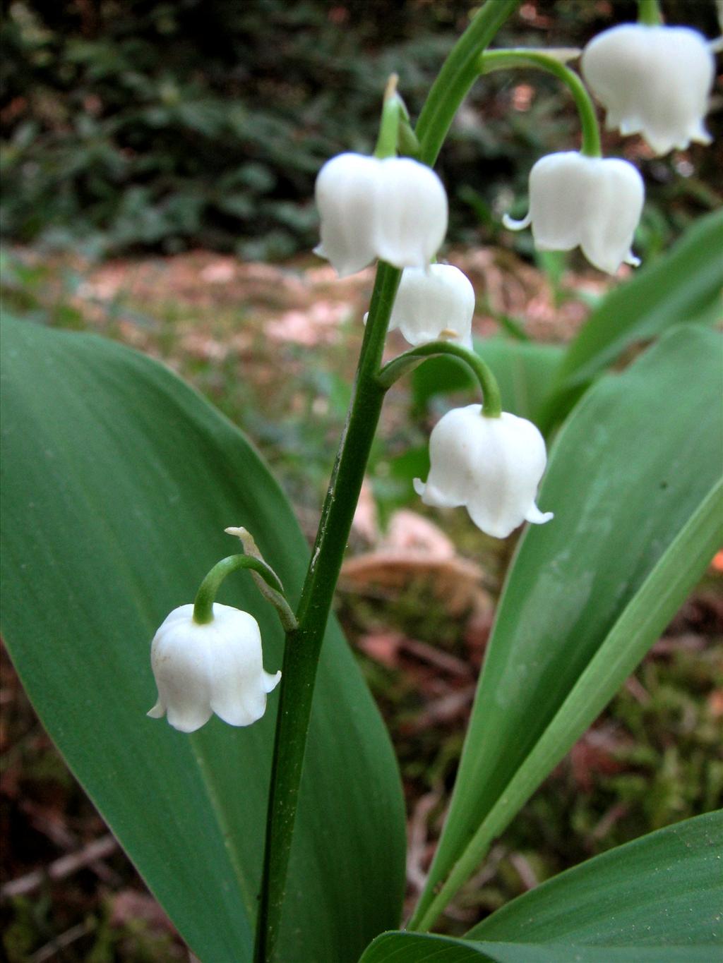 Convallaria majalis (door Bert Verbruggen)