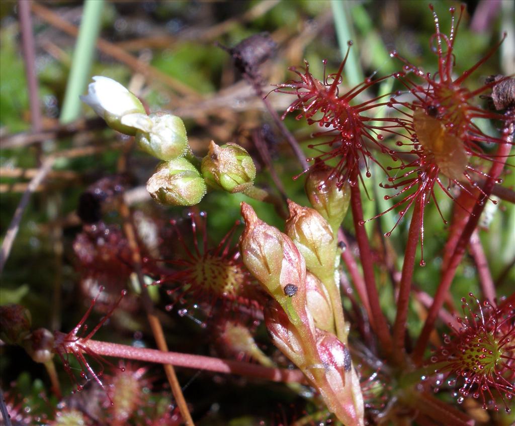 Drosera intermedia (door Bert Verbruggen)