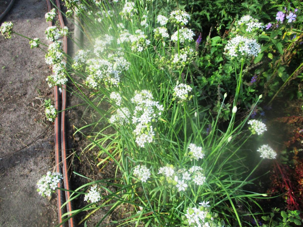 Allium ramosum (door Toon Verrijdt)