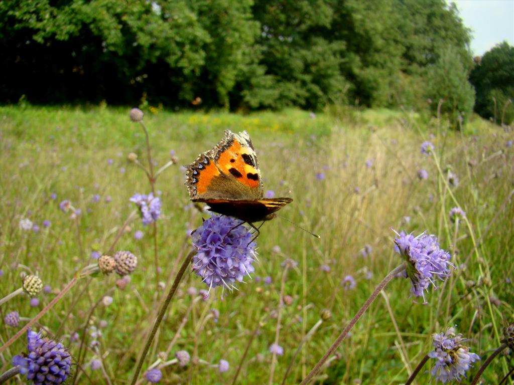 Succisa pratensis (door Joop Verburg)