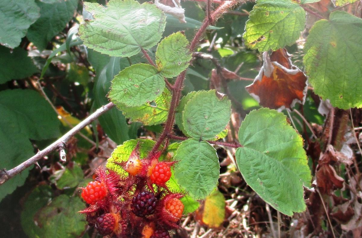 Rubus phoenicolasius (door Toon Verrijdt)