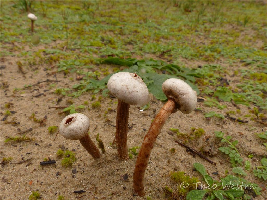 Tulostoma fimbriatum (door Theo Westra)