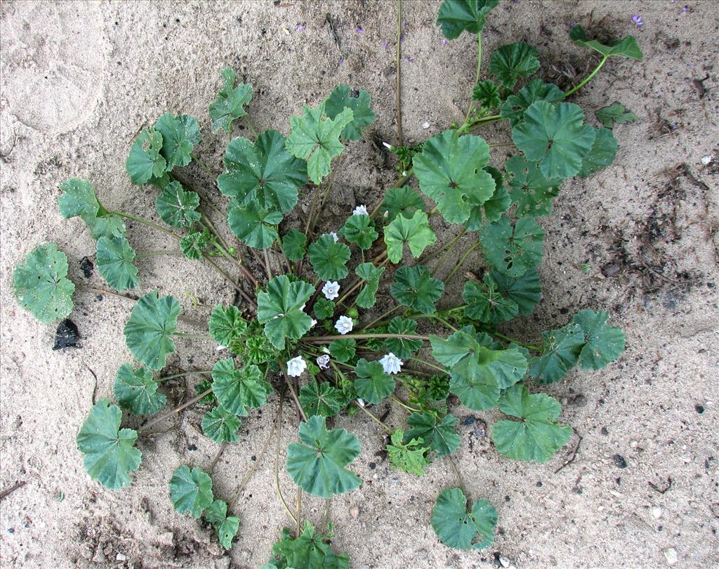 Malva neglecta (door Bert Verbruggen)