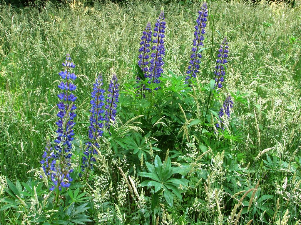 Lupinus polyphyllus (door Bert Verbruggen)