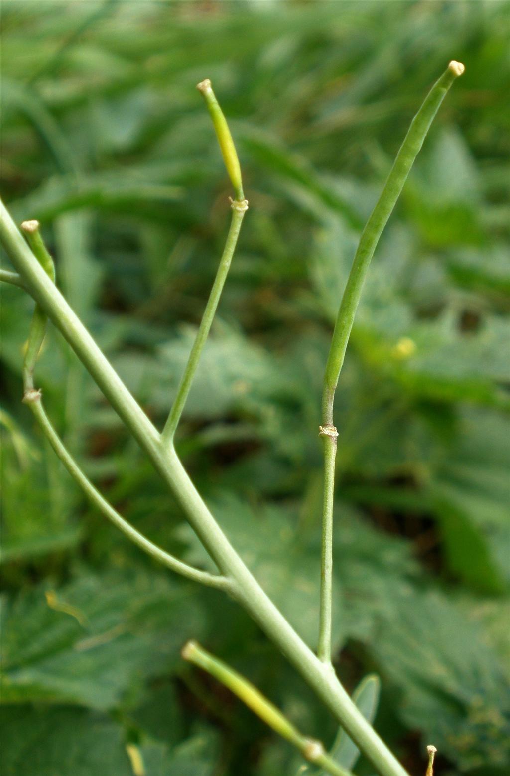 Diplotaxis tenuifolia (door Bert Verbruggen)