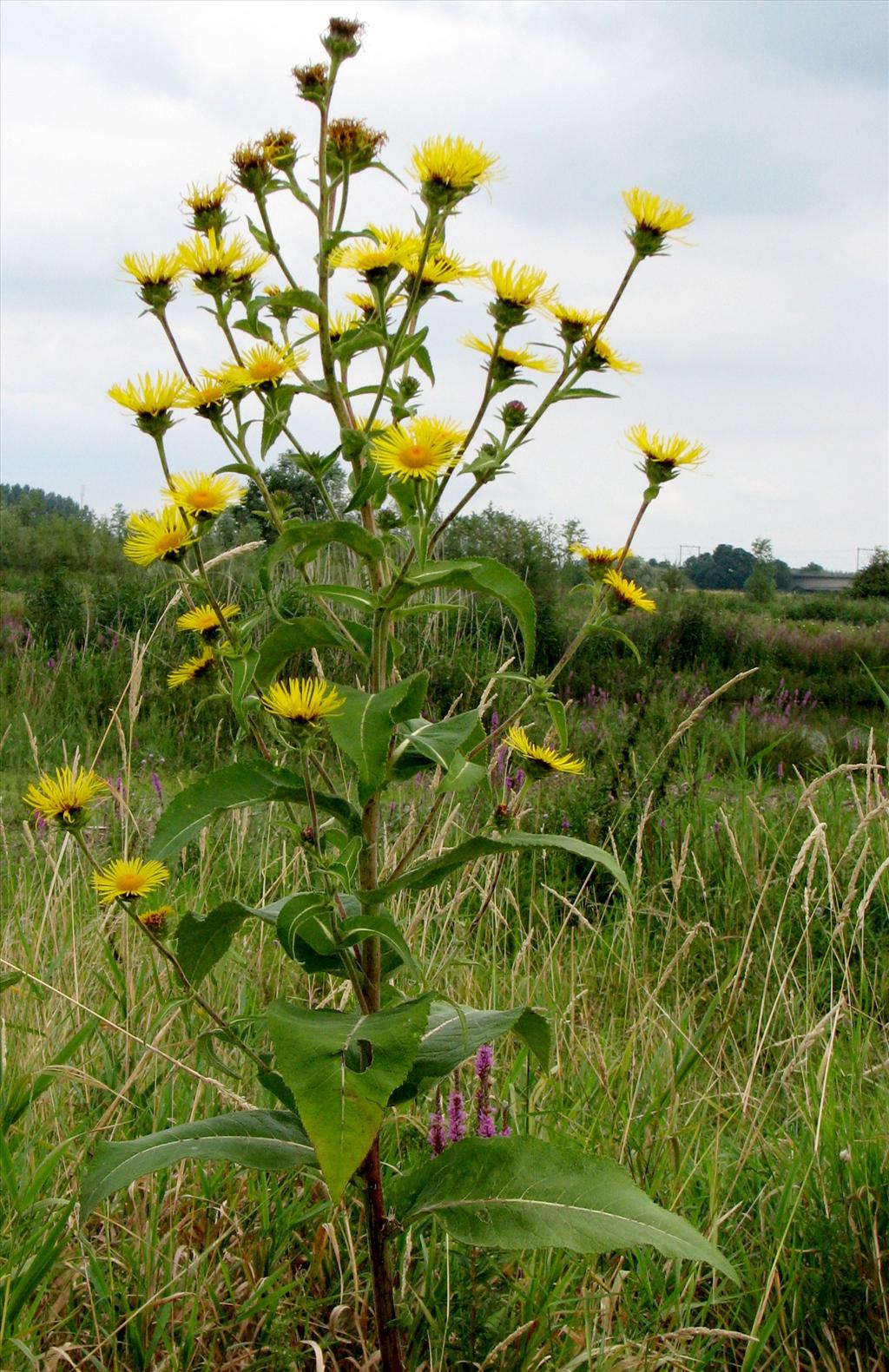 Inula helenium (door Bert Verbruggen)