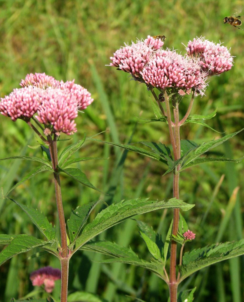 Eupatorium cannabinum (door Bert Verbruggen)