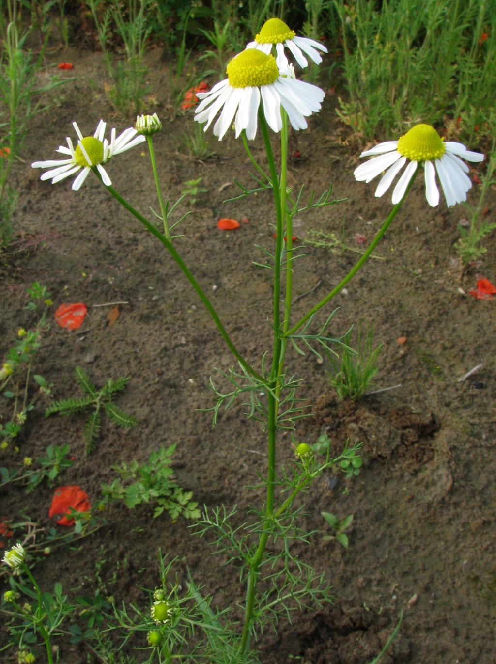Matricaria chamomilla (door Bert Verbruggen)