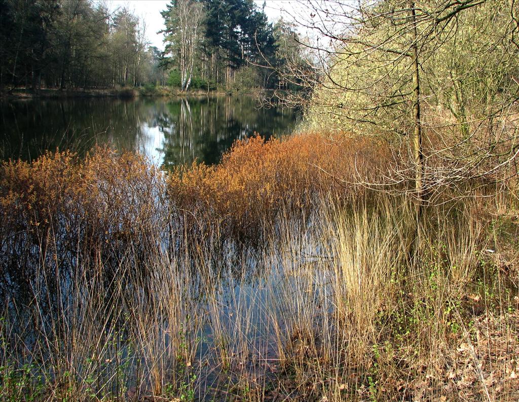 Myrica gale (door Bert Verbruggen)