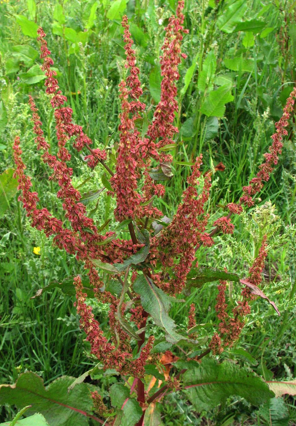 Rumex obtusifolius (door Bert Verbruggen)