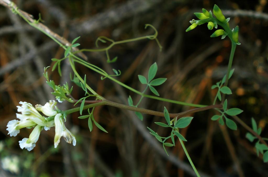 Ceratocapnos claviculata (door Bert Verbruggen)