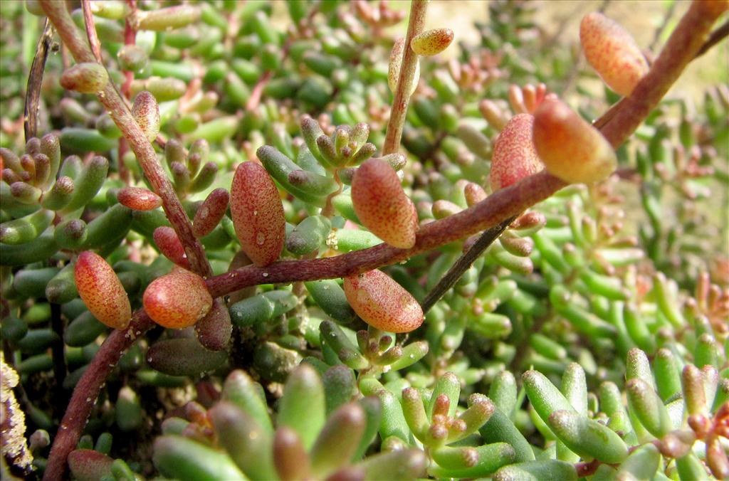 Sedum album (door Bert Verbruggen)