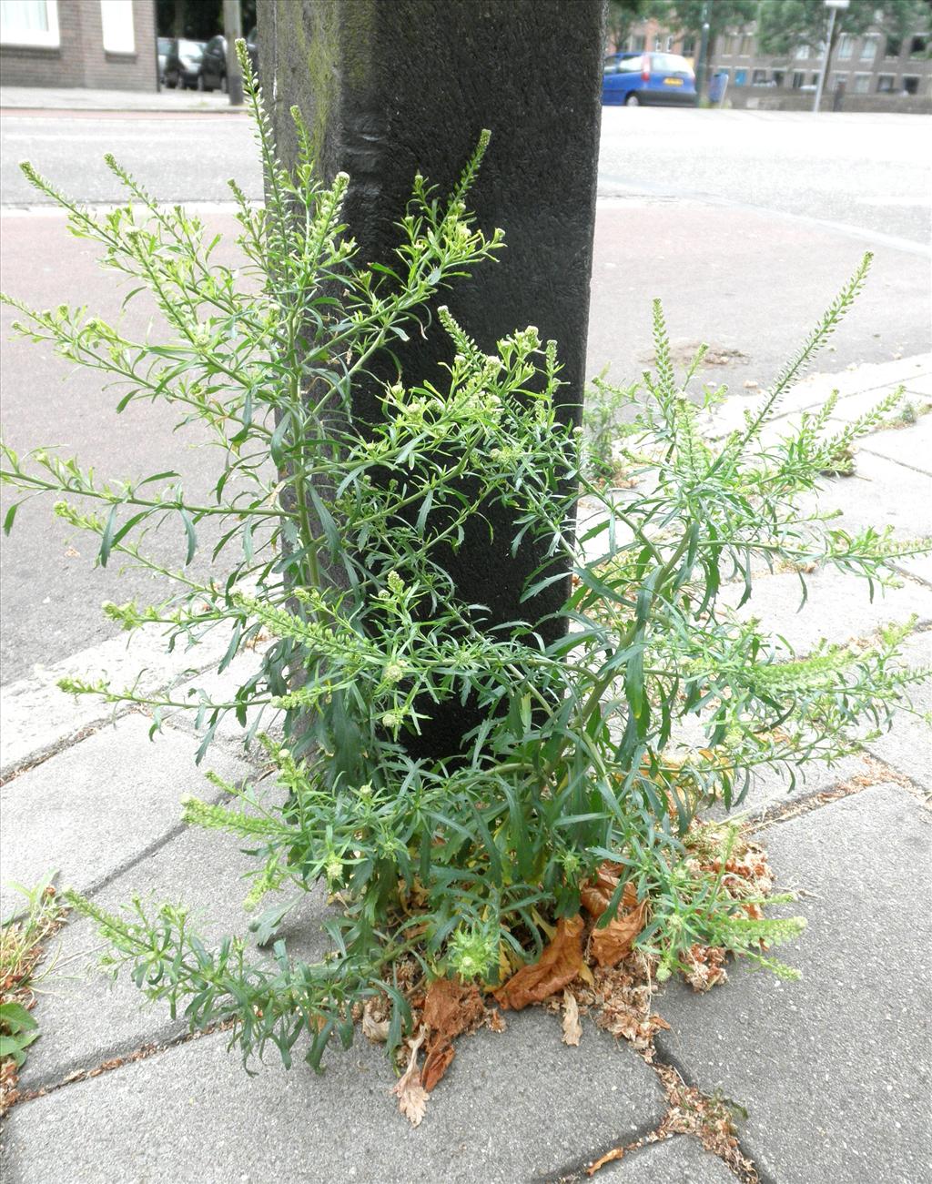 Lepidium densiflorum (door Bert Verbruggen)