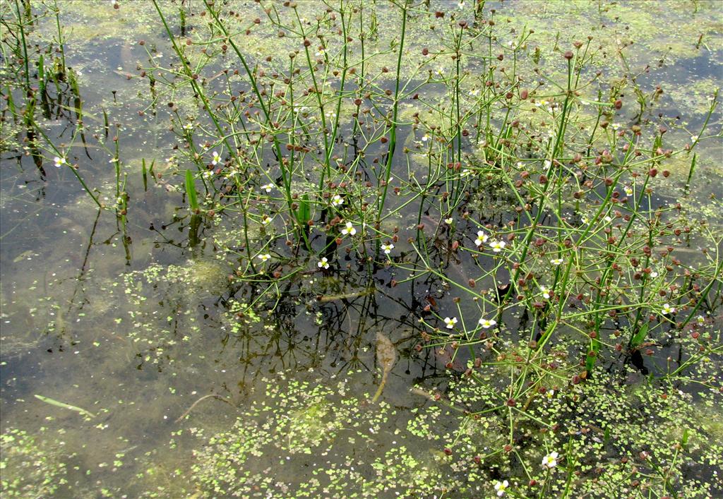 Alisma gramineum (door Bert Verbruggen)