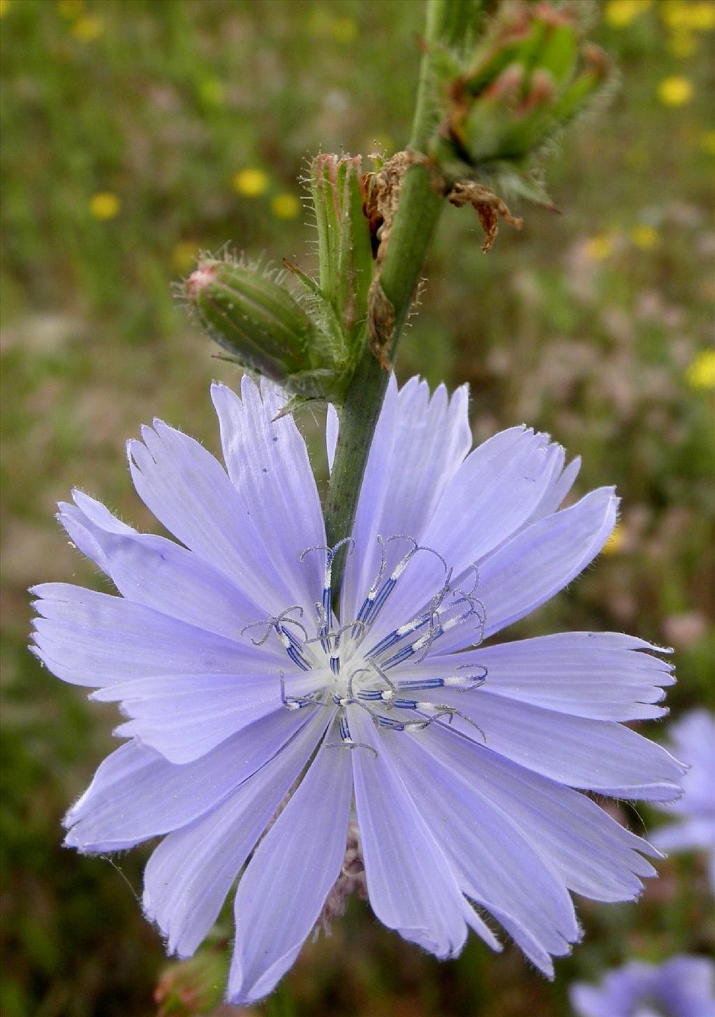 Cichorium intybus (door Bert Verbruggen)