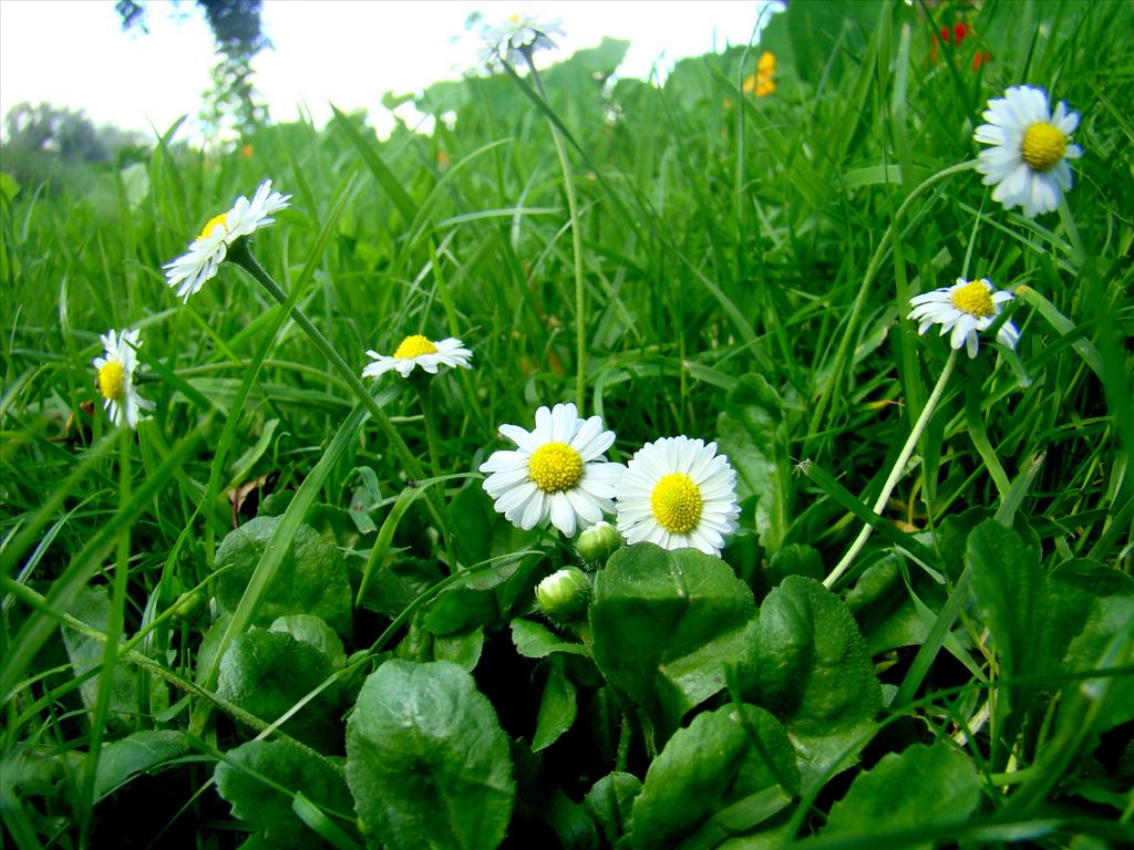 Bellis perennis (door Joop Verburg)