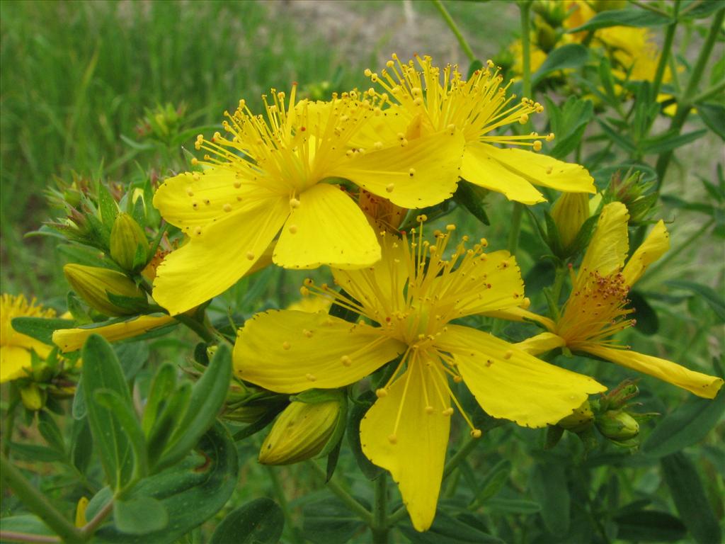 Hypericum perforatum (door Bert Verbruggen)