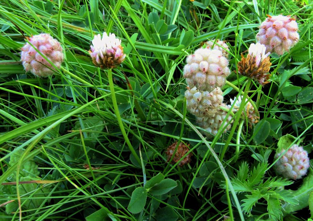 Trifolium fragiferum (door Bert Verbruggen)