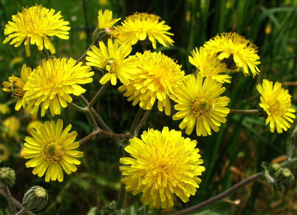 Crepis vesicaria subsp. taraxacifolia (door Bert Verbruggen)