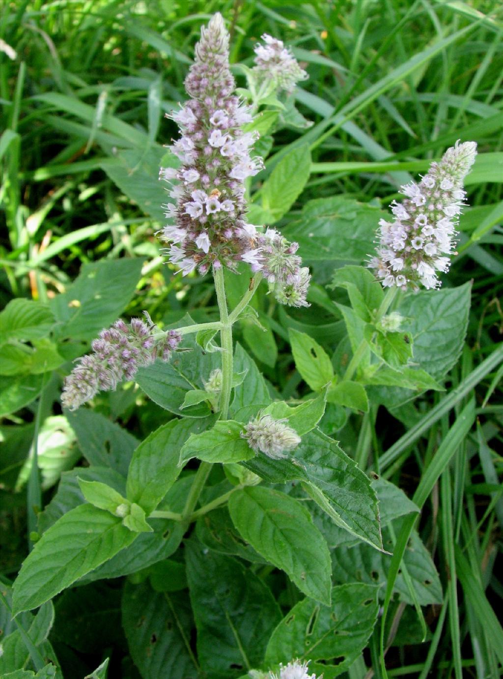 Mentha longifolia (door Bert Verbruggen)