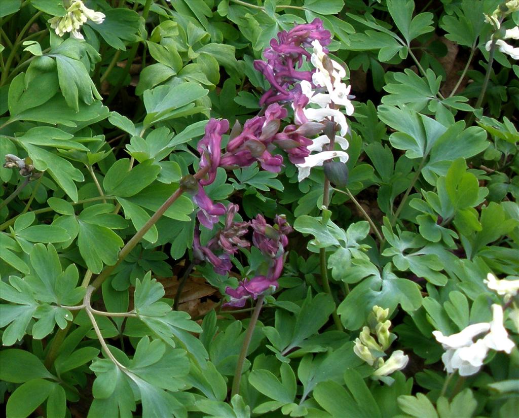 Corydalis cava (door Bert Verbruggen)