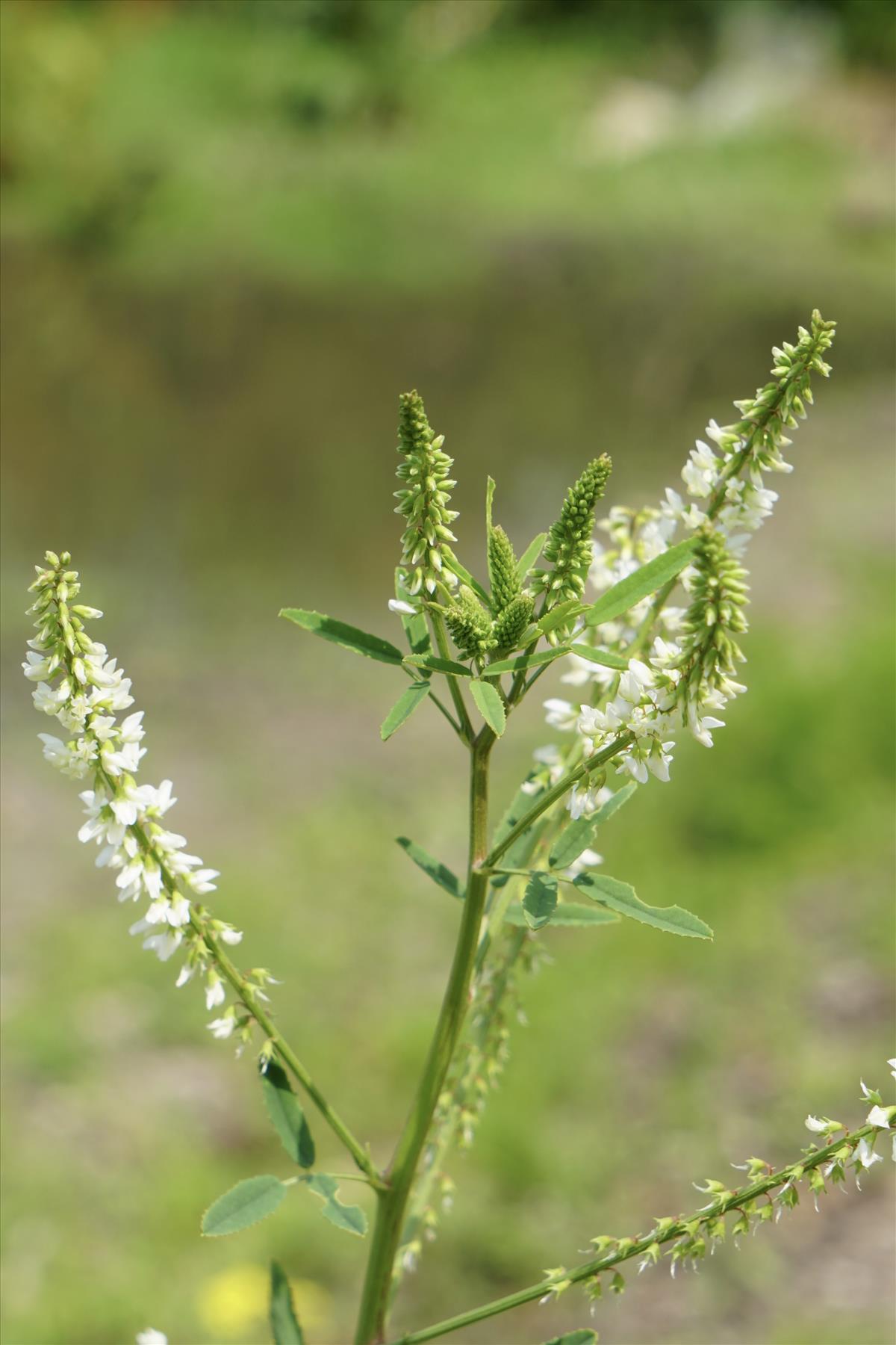 Melilotus albus (door Jetske Metzlar)