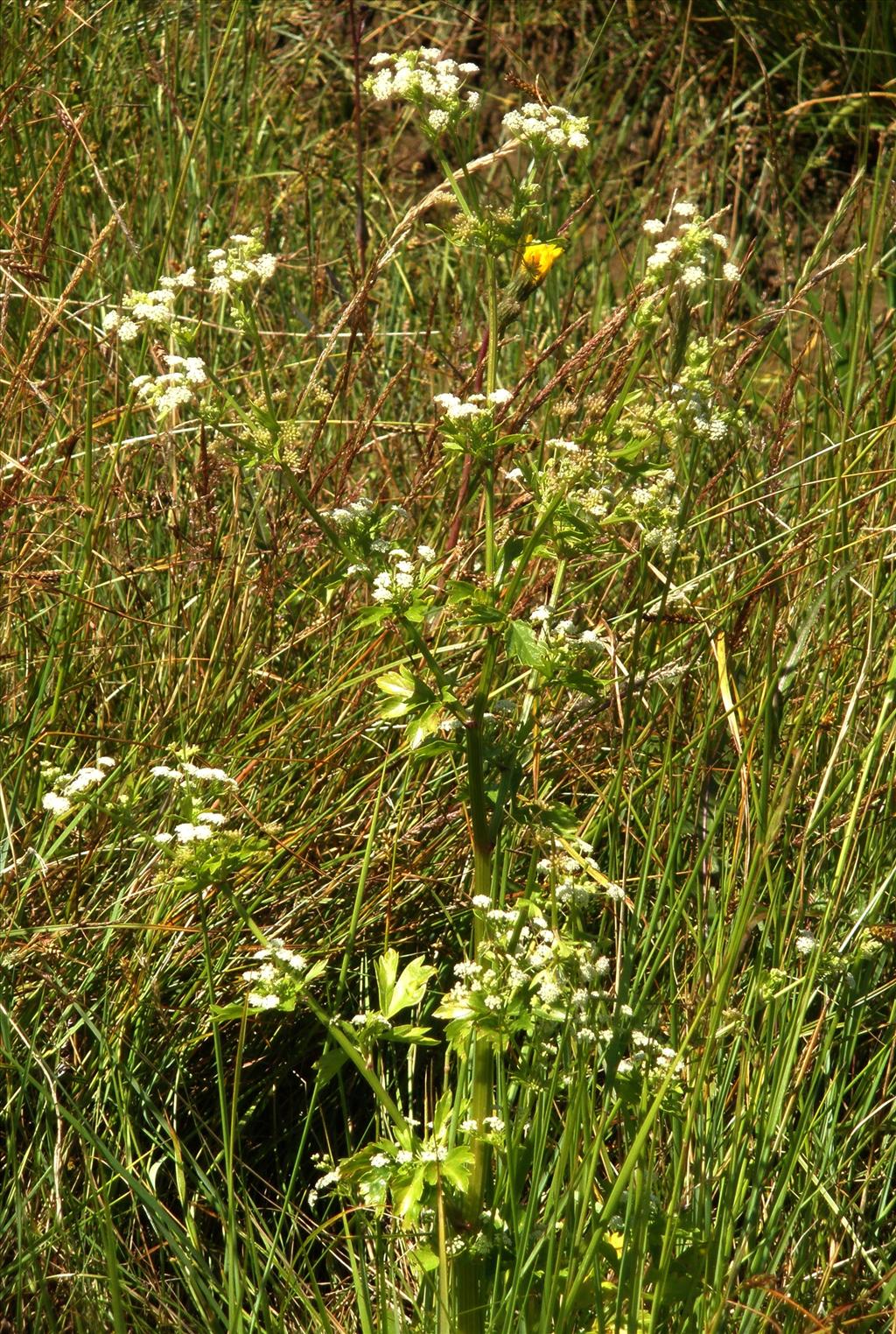 Apium graveolens (door Bert Verbruggen)