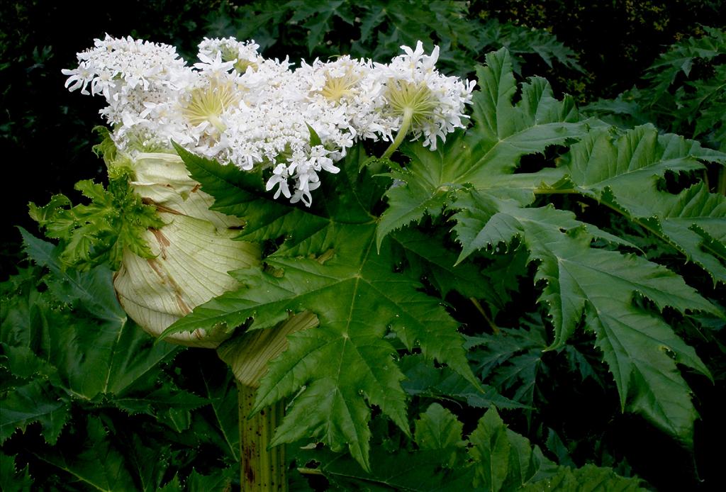 Heracleum mantegazzianum (door Bert Verbruggen)