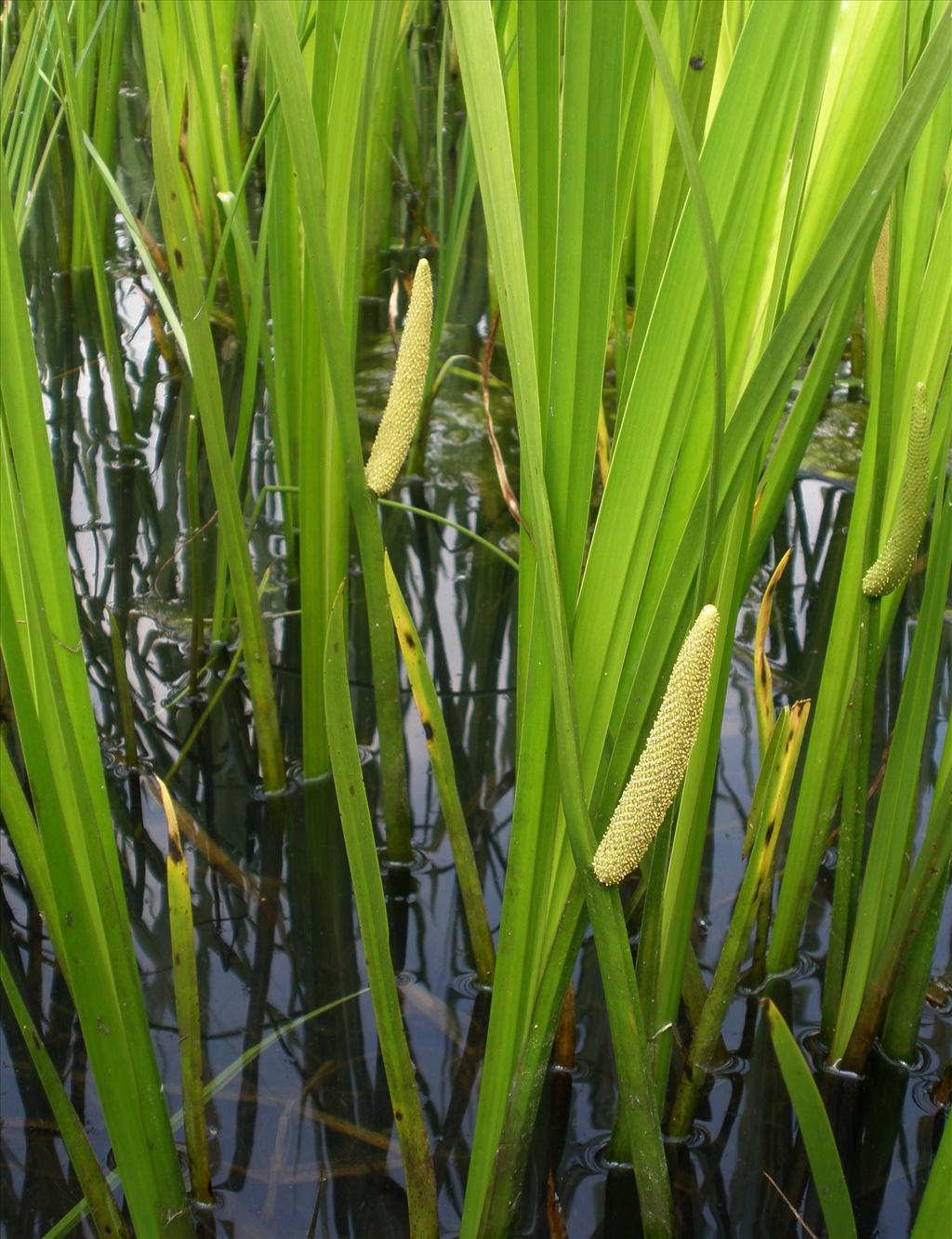 Acorus calamus (door Bert Verbruggen)