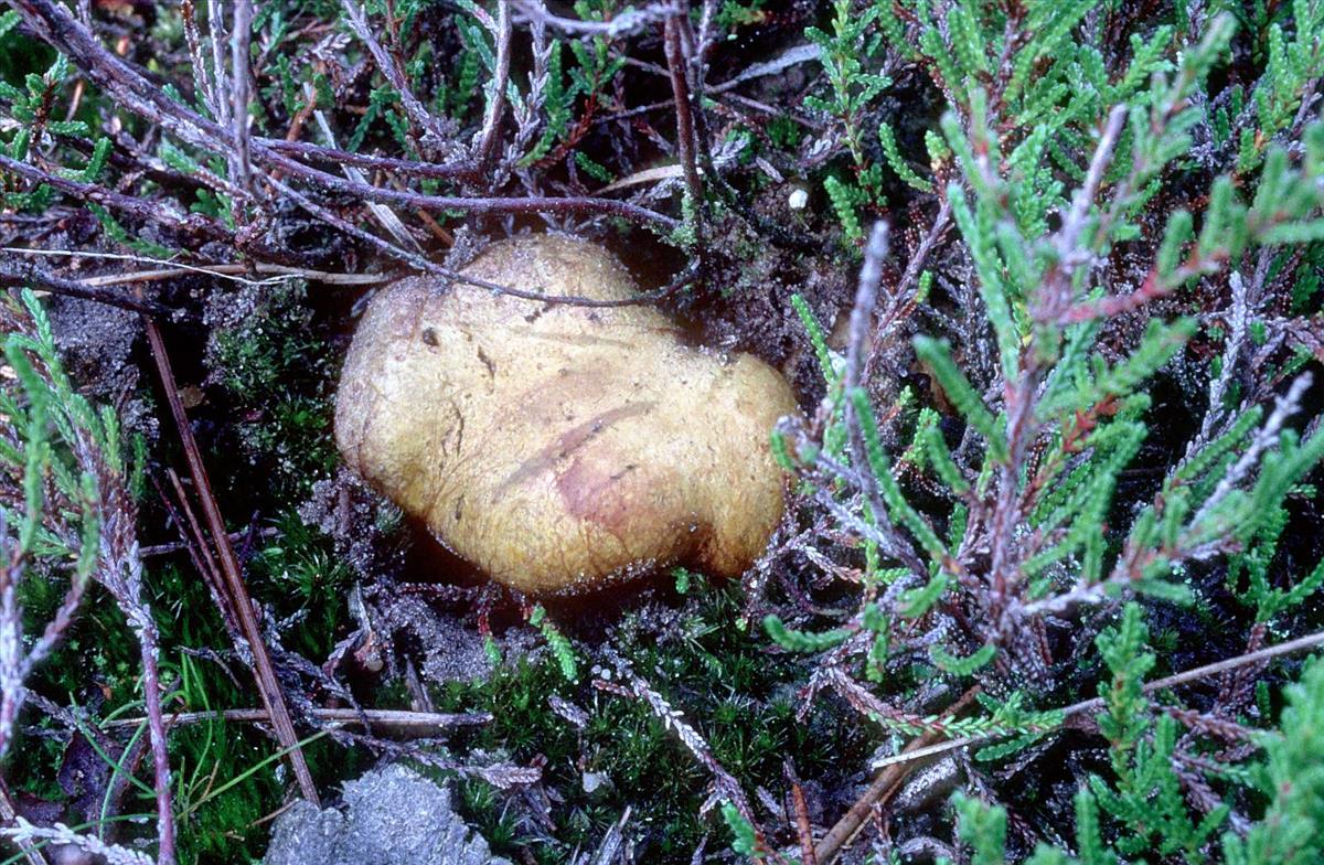 Rhizopogon luteolus (door Grieta Fransen)