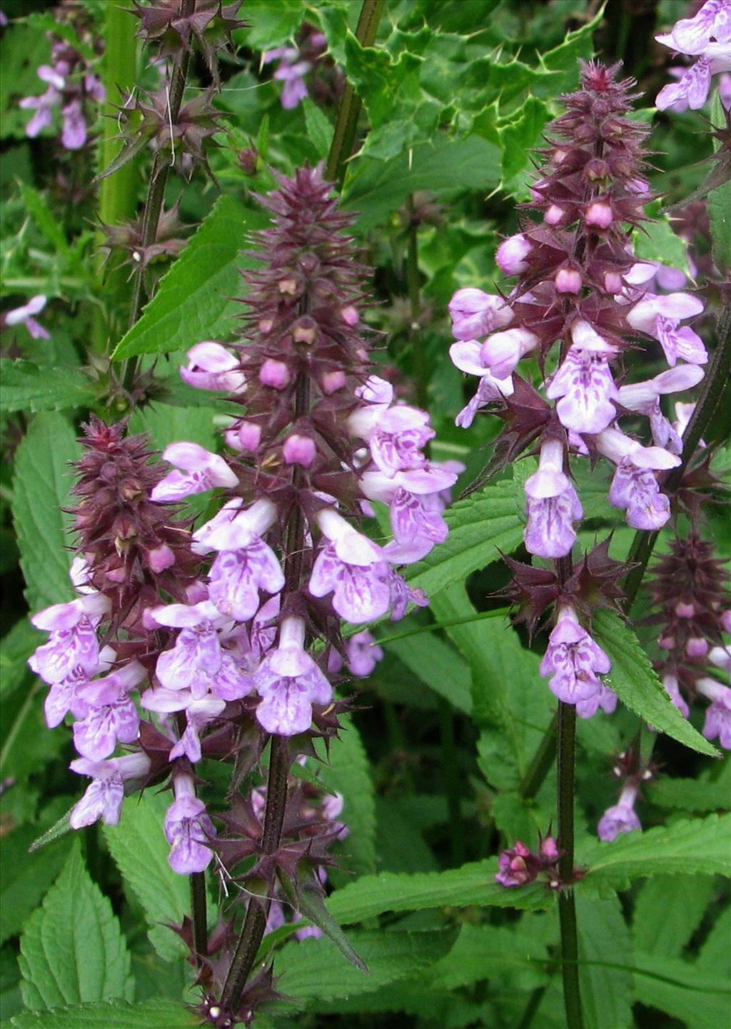 Stachys palustris (door Bert Verbruggen)