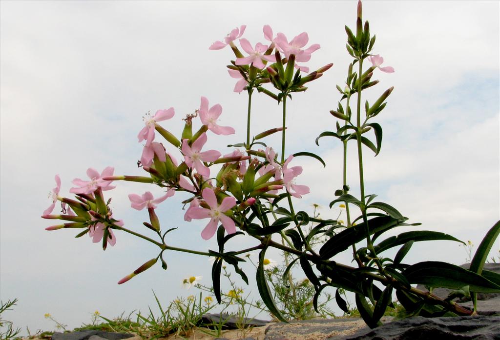 Saponaria officinalis (door Bert Verbruggen)