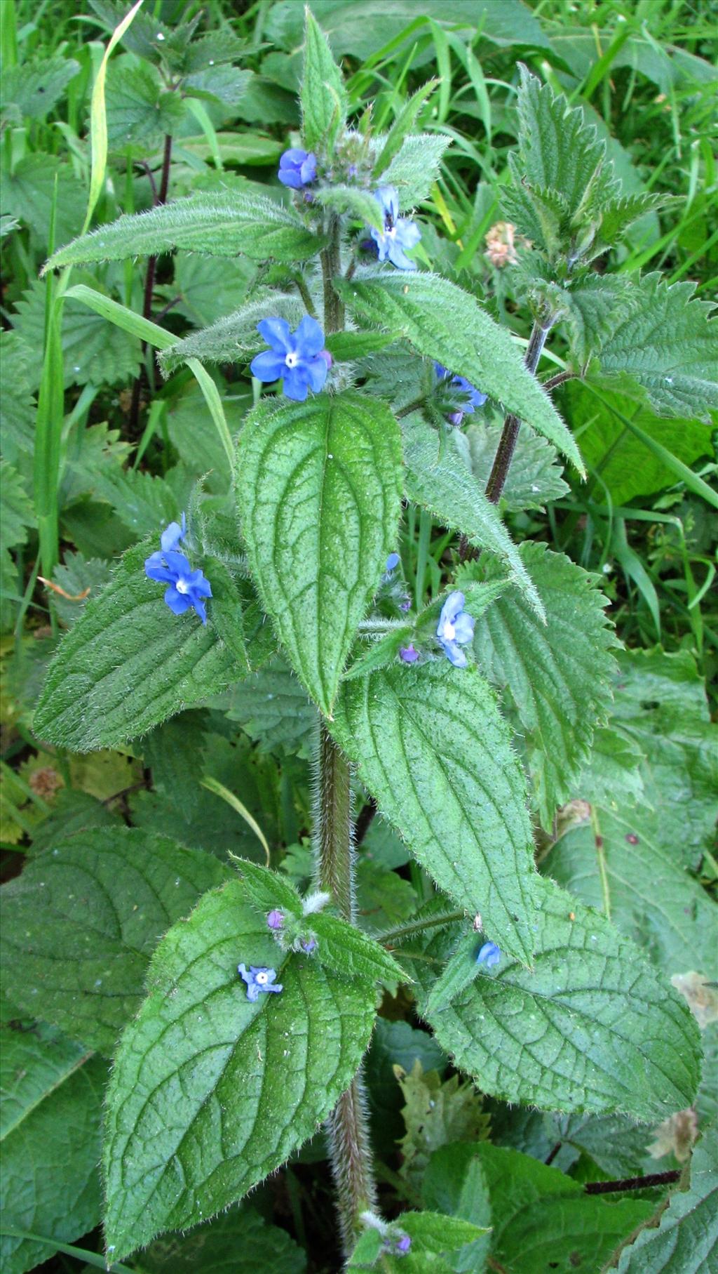 Pentaglottis sempervirens (door Bert Verbruggen)