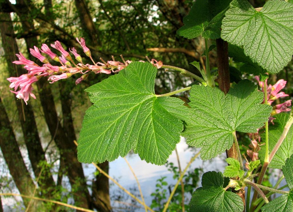 Ribes sanguineum (door Bert Verbruggen)