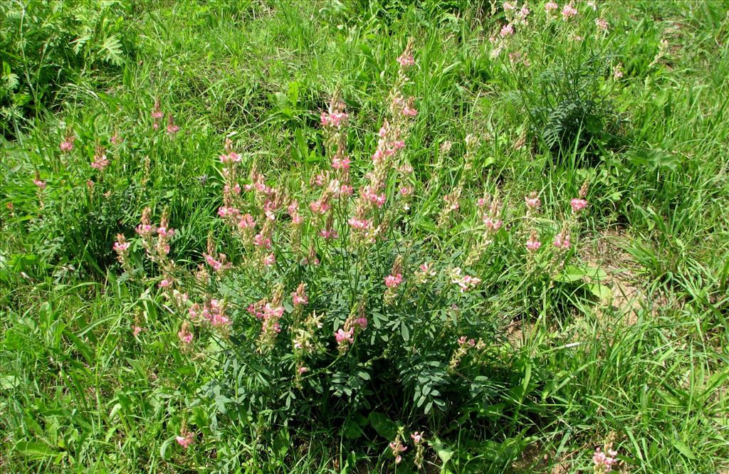 Onobrychis viciifolia (door Bert Verbruggen)