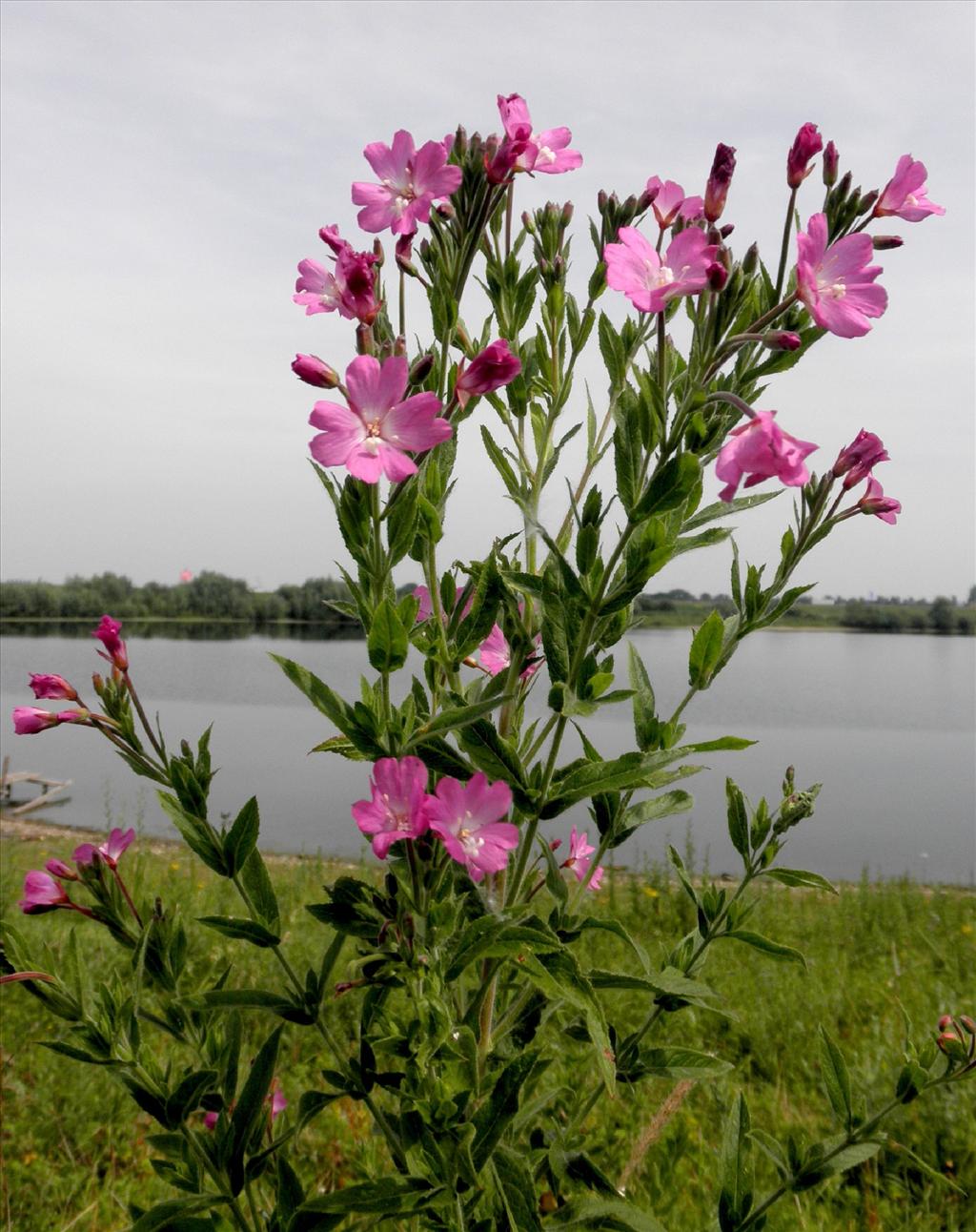 Epilobium hirsutum (door Bert Verbruggen)