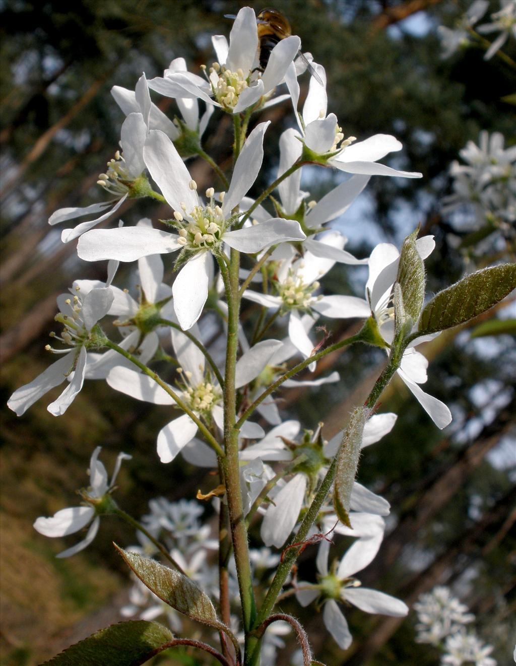 Amelanchier lamarckii (door Bert Verbruggen)