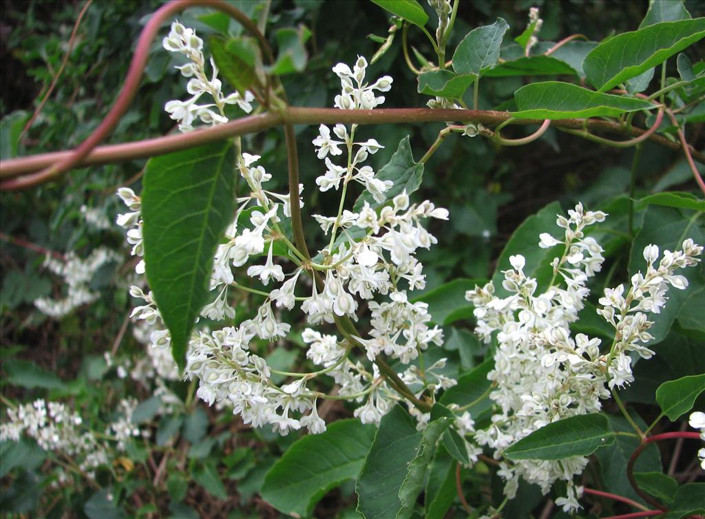 Fallopia baldschuanica (door Bert Verbruggen)