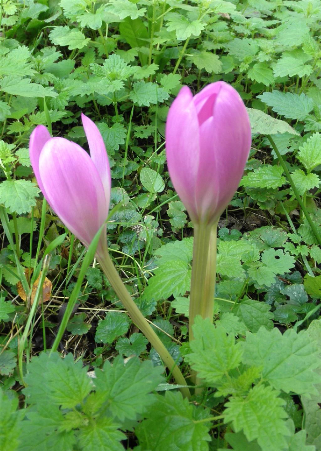 Colchicum autumnale (door Bert Verbruggen)