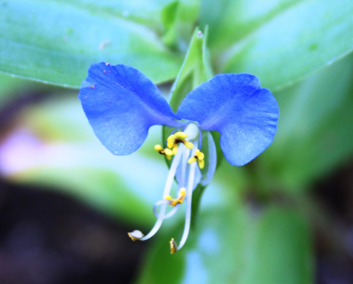 Commelina communis (door Toon Verrijdt)