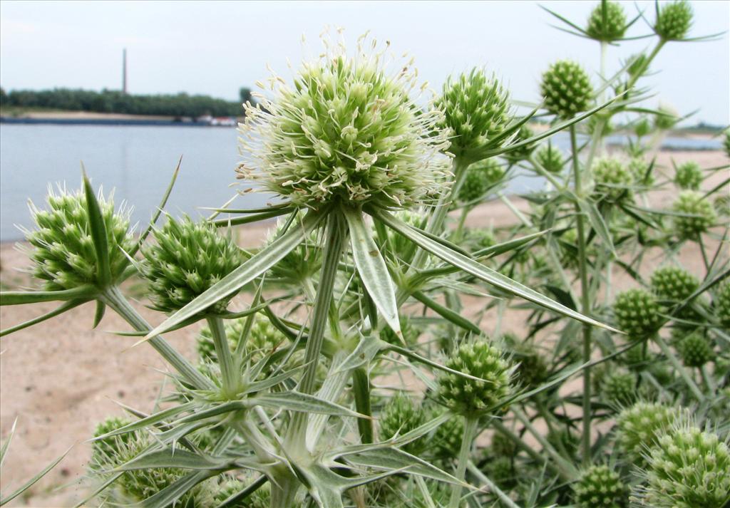 Eryngium campestre (door Bert Verbruggen)