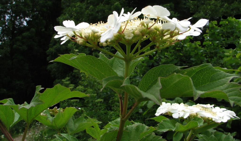 Viburnum opulus (door Bert Verbruggen)