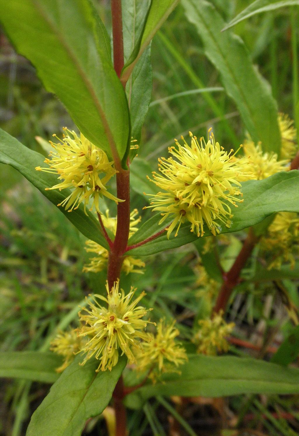 Lysimachia thyrsiflora (door Bert Verbruggen)