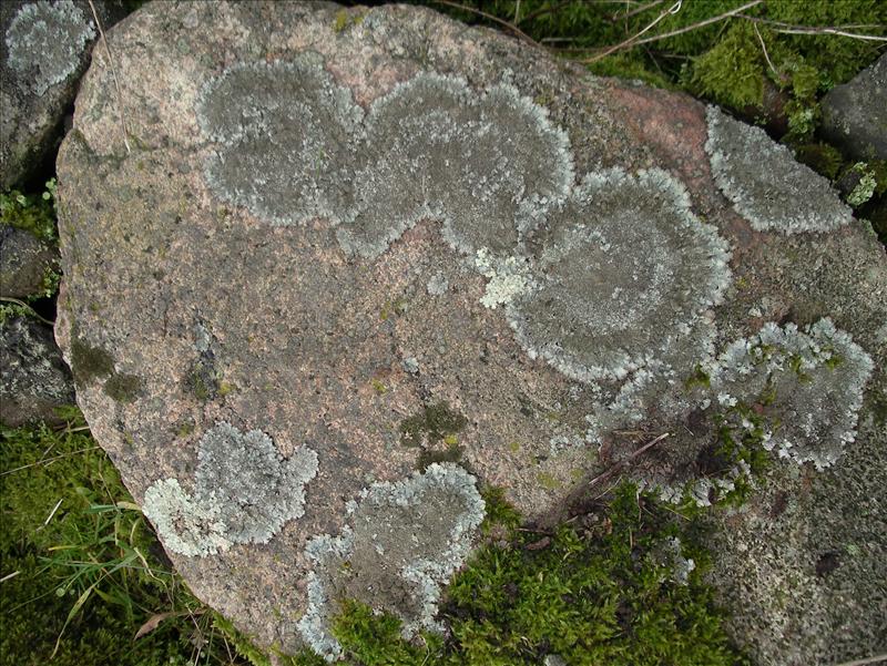 Parmelia saxatilis s.s. (door Arie van den Bremer)