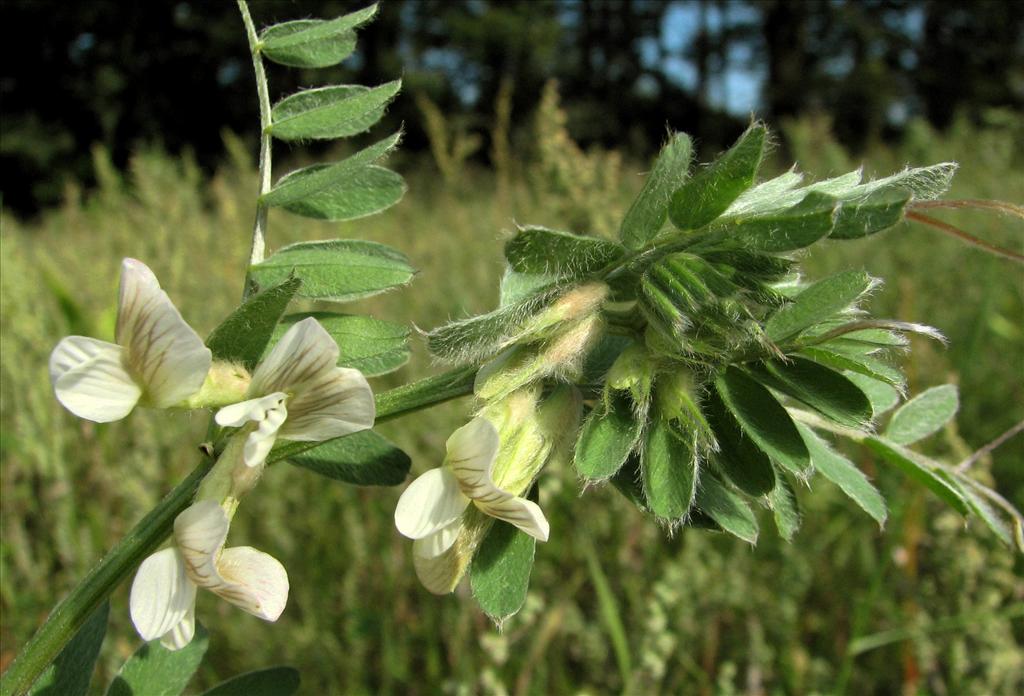 Vicia lutea (door Bert Verbruggen)